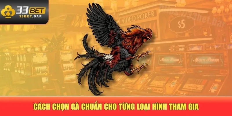Cách chọn gà chuẩn cho từng loại hình tham gia